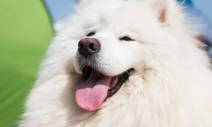 萨摩耶犬多少钱一只成年犬