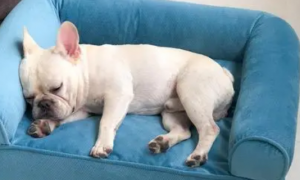 为什么狗狗喜欢护沙发