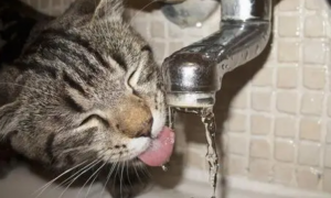 猫咪喝水为什么要闭眼喝