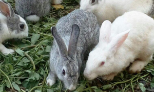 种兔的繁殖期是多久？