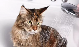 怎样给家里的宠物猫洗澡