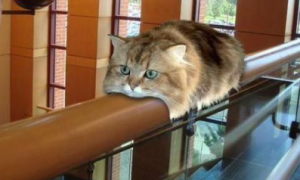 猫咪爬栏杆是怎么回事