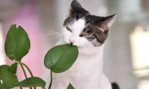 为什么猫咪老吃绿萝