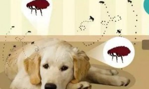 狗狗身上为什么长虫子