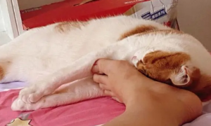 为什么猫咪喜欢躺脚背睡觉的原因