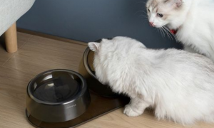猫和狗能用一个水碗吗