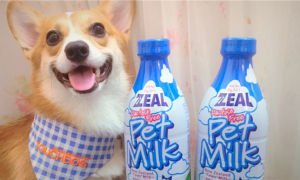 真挚宠物牛奶好吗