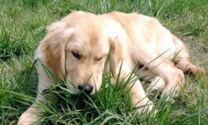 为什么狗狗爱吃草