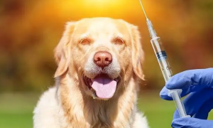 狗狗打完疫苗为什么会吐