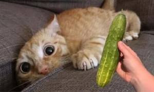 猫咪会怕黄瓜吗