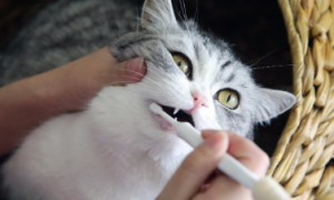 为什么猫咪刷牙会有腥味