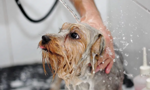 狗狗宠物店洗澡要多久