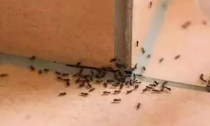 家里墙缝有蚂蚁怎么办能除根