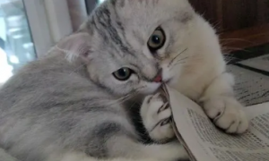 猫咪爱咬报纸的原因