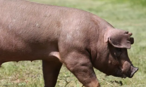杜洛克猪多少钱一斤