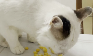 猫咪能吃玉米粒吗