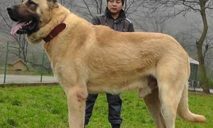坎高犬的寿命有多长