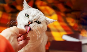 猫咪为什么爱舔牙印