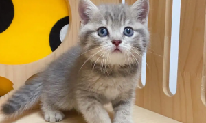 蓝虎斑是什么品种的猫