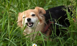 为什么狗狗吃尾巴草