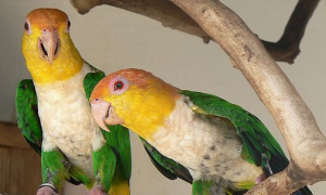 金头凯克鹦鹉几年可以繁殖