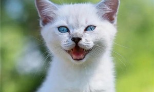 赖氨酸对猫咪有什么作用