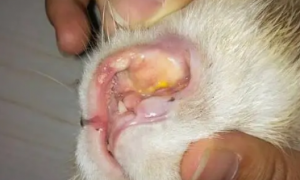 猫口炎和肉芽肿的区别有哪些表现