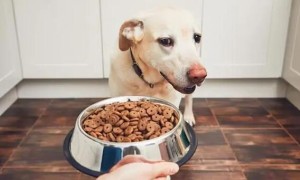 如何训练不吃狗粮的狗呢