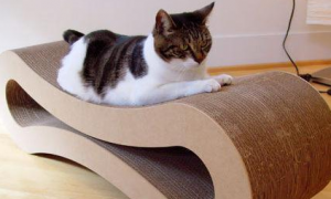 为什么猫咪挠纸板脚