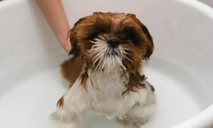 狗狗洗澡一般多少钱