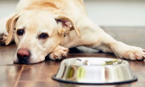 为什么狗狗成年之后只吃一顿？