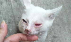 小猫眼睛红肿睁不开是为什么