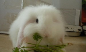 垂耳兔最爱吃的十种食物