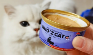 猫咪为什么闻罐头香香的啊