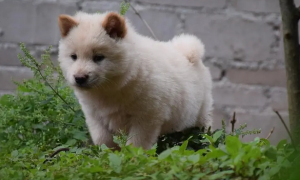 中华田园犬多少钱一只幼犬纯种