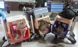 上海航空 宠物托运