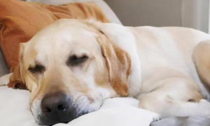 狗狗为什么会变得喜欢睡觉