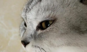 猫咪眼睛上面毛为什么变少