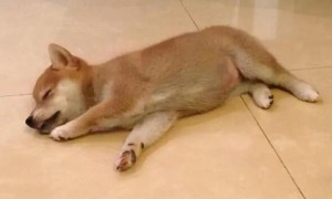 幼犬睡觉的时候抖动抽搐正常吗视频