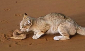 猫咪为什么会吃蛇肉