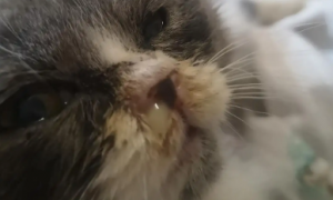 猫咪流鼻涕、有类似结痂的是怎么一回事？