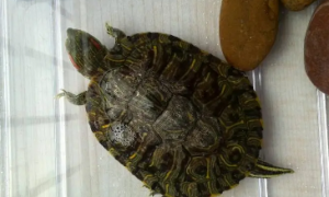 巴西龟多久不吃东西没事