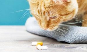 强行给猫喂药它会恨你吗为什么