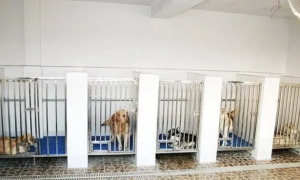 深圳狗寄养一个月多少钱