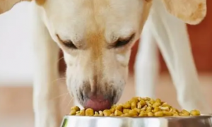 狗狗有什么补充营养的办法吗
