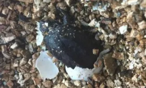麝香龟蛋多久孵化