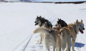 西伯利亚雪橇犬吃什么