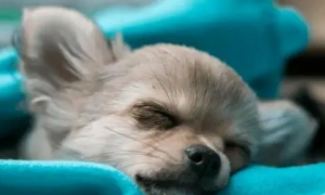 为什么狗狗总是睡不够觉