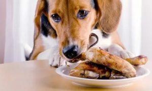 狗能吃鱿鱼吗为什么