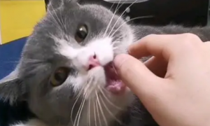 猫咪为什么蹭手咬手